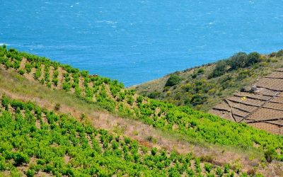 Le syndicat des producteurs de banyuls veut hiérarchiser l&rsquo;appellation