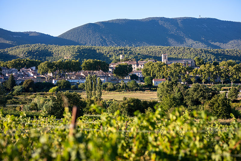 Vignes Luberon
