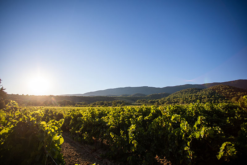 Vignes Luberon