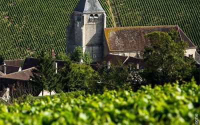 Bourgogne : la récolte 2025 plus généreuse qu’attendue ?