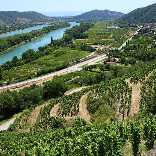 Les ventes de vignes sont reparties en 2025, mais avec une baisse des prix